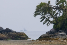 Rocks and trees on a beach on a cloudy day